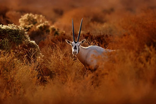 ヨルダン アラビアの自然を旅行 アラビア語のOryxまたは白のOryx Oryx Leucoryx 独特の肩のバンプを持つカモシカ 自然の夜の光 自然生息地の動物 シャウマリ保護区 ヨルダン — ストック写真