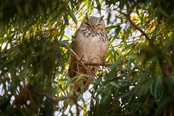 Pharaoh Eagle Owl Bubo Ascalaphus Sitting Green Tree Branch Oasis — Stock Photo, Image