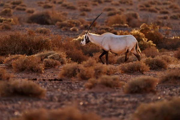 ヨルダン アラビアの自然を旅行 アラビア語のOryxまたは白のOryx Oryx Leucoryx 独特の肩のバンプを持つカモシカ 自然の夜の光 自然生息地の動物 シャウマリ保護区 ヨルダン — ストック写真