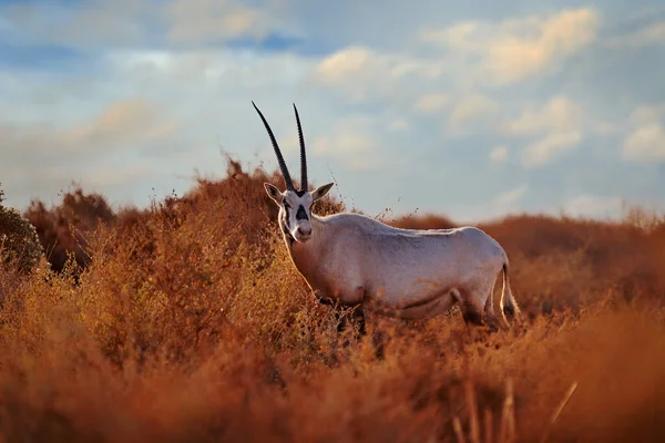 Reis Door Jordanië Arabië Natuur Arabische Oryx Witte Oryx Oryx — Stockfoto