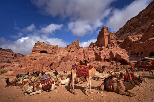Camello Petra Jordania Animales Grandes Roca Piedra Roja Tesoro Khazneh — Foto de Stock
