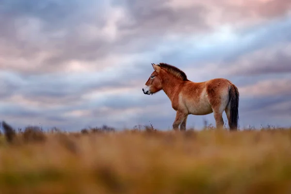 Кінь Пшевальського Чарівним Вечірнім Небом Природне Середовище Проживання Монголії Лошадь — стокове фото
