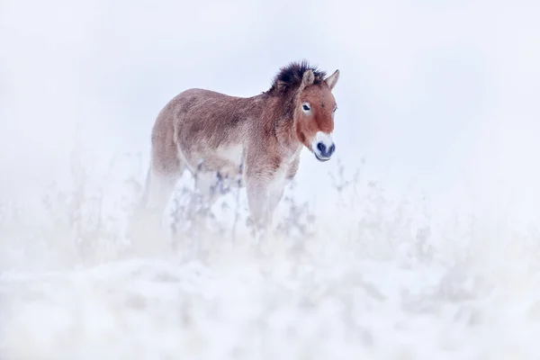 Wintermongolië Przewalski Paard Met Sneeuw Natuurlijke Habitat Mongolië Paard Steppegras — Stockfoto