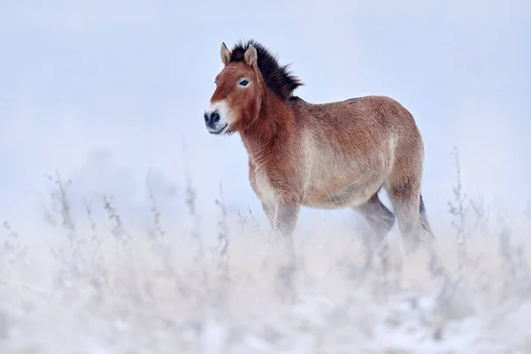 Mongolië Przewalski Paard Met Sneeuw Natuurlijke Habitat Mongolië Winterse Natuurkunst — Stockfoto