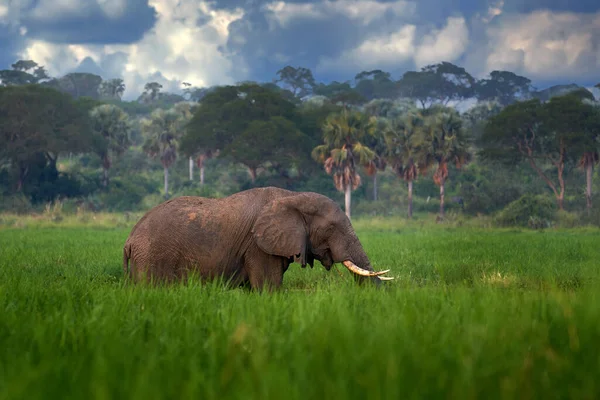 ウガンダのマーチソン滝Npの象 緑の草の中に大きな哺乳類は 背景に森林植生 自然の生息地で象の水の散歩 ウガンダの野生動物 アフリカ — ストック写真