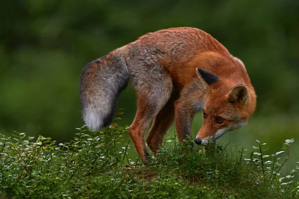 野生生物だ 緑の森の狐 かわいい赤狐 苔むした石の上の森の中で 自然からの野生動物のシーン 自然の生息地で動物 緑の環境で動物 ドイツ ヨーロッパ — ストック写真