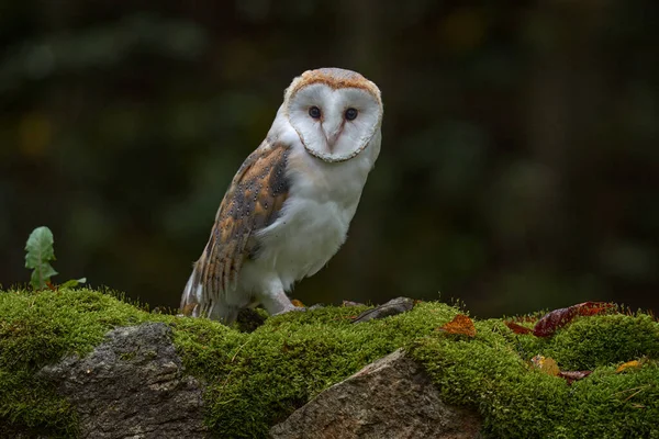 Europe Wildlife Nature Owl Red Meadow Grass Barn Owl Tyto — 图库照片