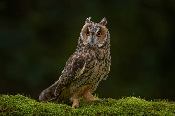 Asio Otus Coruja Orelhas Longas Sentada Vegetação Verde Floresta Cotovelos — Fotografia de Stock