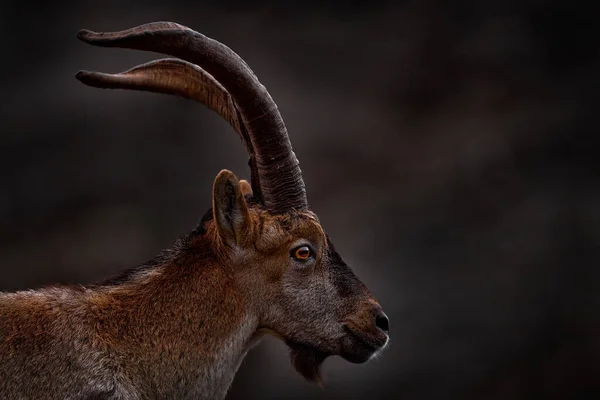 Iberian Ibex Capra Pyrenaica Wild Goat Nature Habitat Torcal Antequera — Fotografia de Stock
