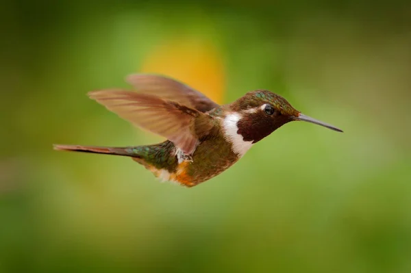 Koliber Tropikalnym Lesie Leć Szczegółami Poruszaj Skrzydłami Woodstar Białym Brzuchem — Zdjęcie stockowe
