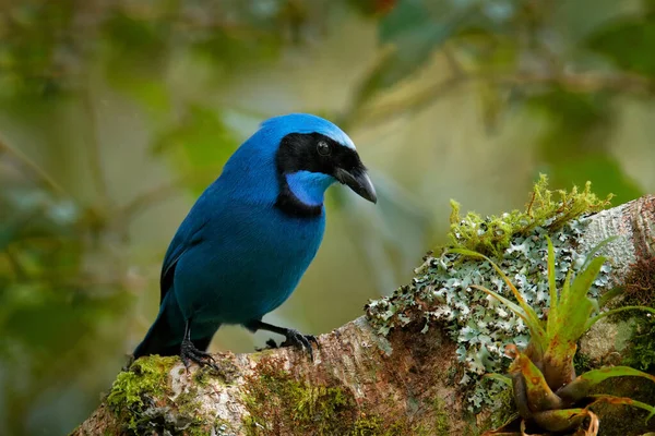 Blå Tropisk Fågel Turkos Kaj Cyanolyca Turkosa Detalj Porträtt Vackra — Stockfoto