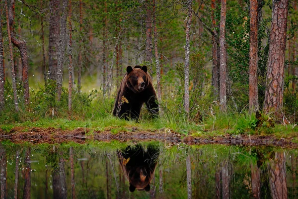 夏の森とクマ 生息地との広い角度 美しい茶色のクマ湖の周りを歩くと 秋の色 生息地での大きな危険動物 ロシアの自然からの野生動物のシーン — ストック写真