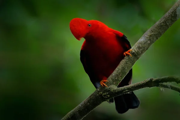 Cock Rock Rupicola Peruvianus Červený Pták Vějířovitým Znakem Usazený Větvi — Stock fotografie