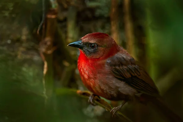 Rödhalsad Ant Tanager Habia Fuscicauda Röd Fågel Naturmiljön Tanager Sitter — Stockfoto