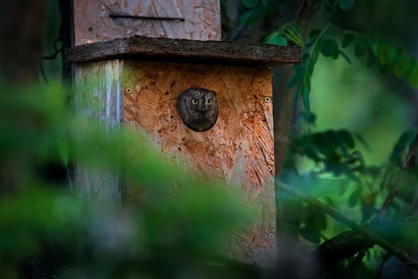 扇贝猫头鹰 Otus扇贝 小猫头鹰在自然界的栖息地 坐在绿树枝头上 背景为森林 保加利亚 大自然的野生动物场景 — 图库照片