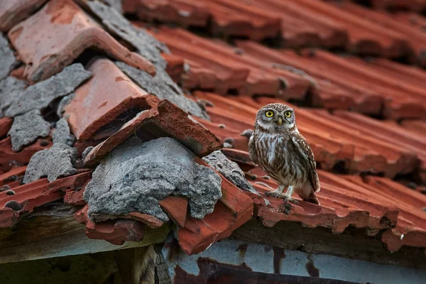 Piccolo Gufo Athene Noctua Uccello Rovina Vecchie Tegole Fauna Selvatica — Foto Stock