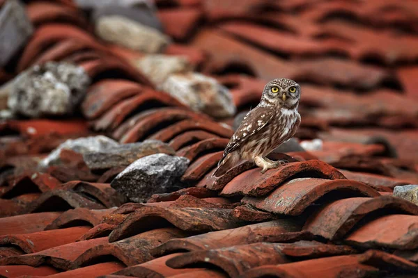 Little Owl Athene Noctua Bird Old Roof Tile Ruin Urban — Fotografia de Stock