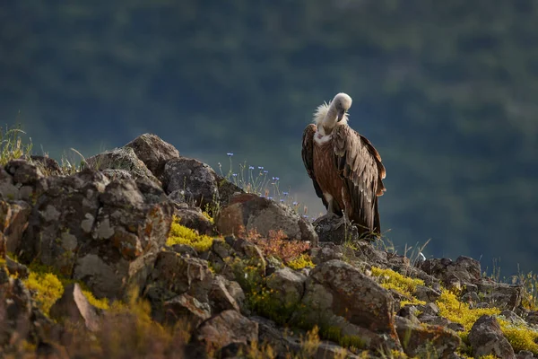 Griffon Vulture Gyps Fulvus Великі Хижі Птахи Сидять Скелястій Горі — стокове фото