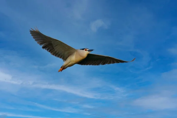 헤론의 서식지의 Nycticorax Nycticorax 서식지의 — 스톡 사진