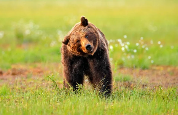 Urso Castanho Caminhar Floresta Luz Manhã Animal Perigoso Natureza Taiga — Fotografia de Stock