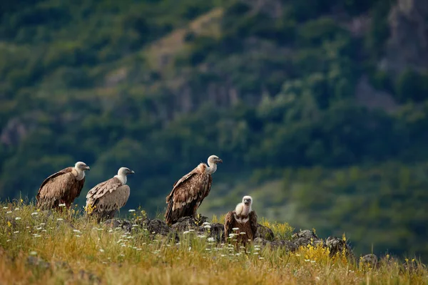 Buitre Leonado Gyps Fulvus Grandes Aves Presa Sentadas Montaña Rocosa — Foto de Stock