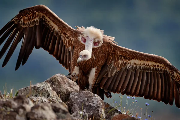 Griffon Vulture Gyps Fulvus Grote Roofvogels Zittend Rotsachtige Berg Natuurlijke — Stockfoto