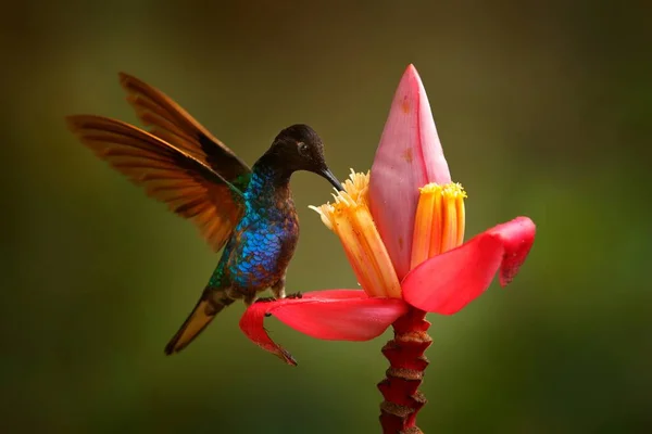 Velvet Purple Coronet Boissonneaua Jardini Dark Blue Black Hummingbird Sitting — стоковое фото