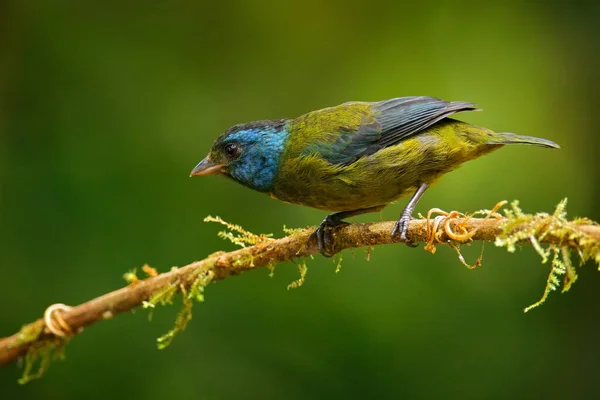 Tanager Respaldado Por Musgo Bangsia Edwardsi Pájaro Tropical Sentado Rama — Foto de Stock