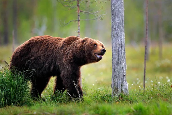 Urso Sentar Suas Patas Traseiras Floresta Somerr Com Grama Algodão — Fotografia de Stock