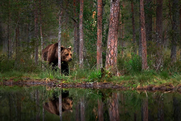 Медведь Стоит Сидит Задних Лапах Кустарниковый Лес Хлопковой Травой Опасное — стоковое фото