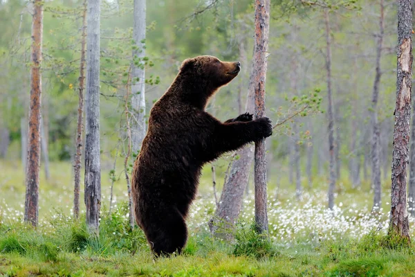 Ведмідь Стоїть Сідає Задні Ноги Похмурий Ліс Бавовняною Травою Небезпечна — стокове фото