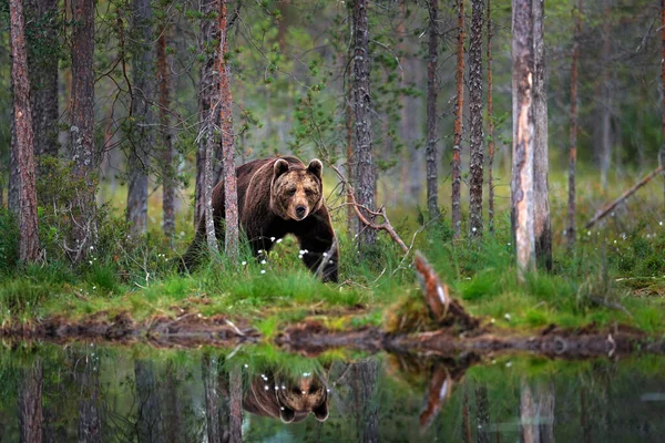 Medve Nyári Erdőben Nagy Szög Élőhely Gyönyörű Barna Medve Sétál — Stock Fotó