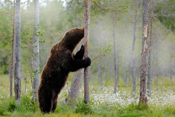 Ведмідь Стоїть Сідає Задні Ноги Похмурий Ліс Бавовняною Травою Небезпечна — стокове фото