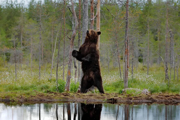 Dança Urso Com Floresta Verão Largo Ângulo Com Habitat Belo — Fotografia de Stock