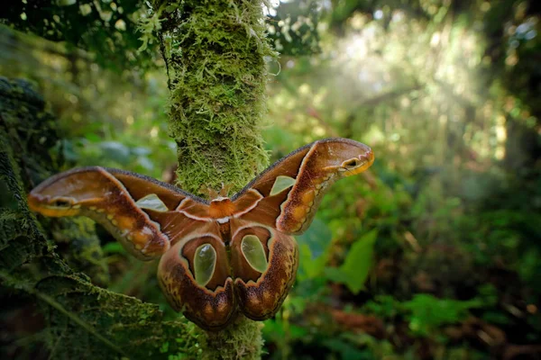 Buttewfly Forest Rothschildia Aricia Night Moth Butterfly Tropic Mountain Forest — Stock Photo, Image