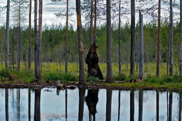 Bear Scratching Dance Tree Trunk Summer Forest Wide Angle Habitat — стоковое фото