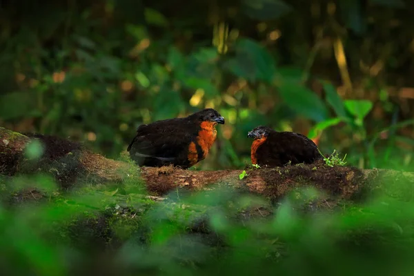 Sötét Hátú Fürj Odontophorus Melanonotus Ritka Madár Ecuadori Trópusi Erdőkből — Stock Fotó