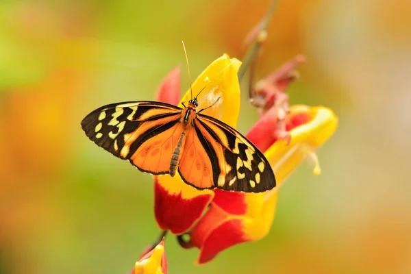 Primer Plano Hermosa Mariposa Sentada Hoja —  Fotos de Stock