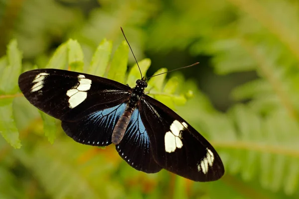 多丽丝长翼 来自中美洲哥斯达黎加的蝴蝶 美丽的昆虫 栖息在自然界的绿叶上 野生动物的天性 — 图库照片