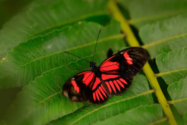 Pošťák Butterfly Heliconius Melpomene Mexika Přírodním Prostředí Pěkný Hmyz Panamy — Stock fotografie