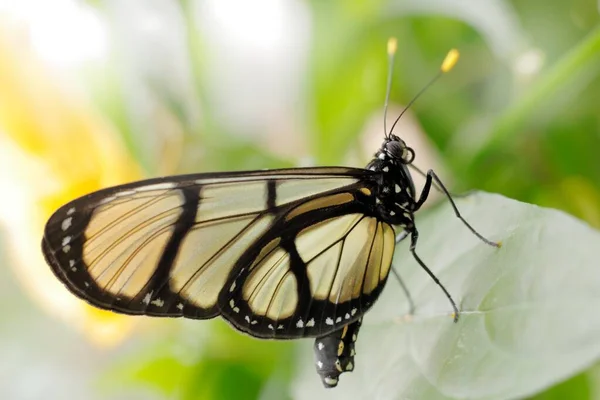 Methona Confusa Giant Glasswing Butterfly Sitting Green Leave Nature Habitat — Stock Photo, Image