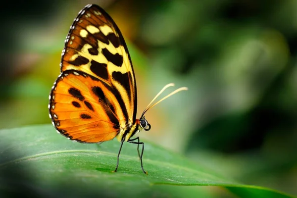 Heliconius Ismenius Motyl Środowisku Naturalnym Ładny Owad Kostaryki Zielonym Lesie — Zdjęcie stockowe