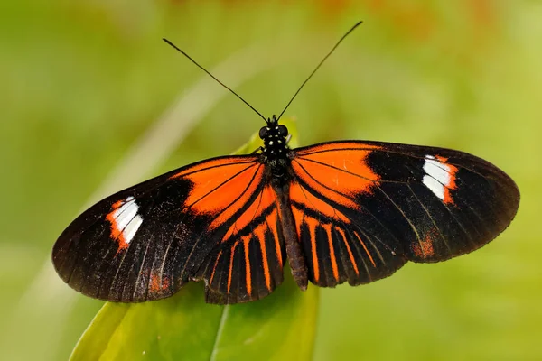 Listonosz Butterfly Heliconius Melpomene Meksyku Środowisku Przyrodniczym Ładny Owad Panamy — Zdjęcie stockowe