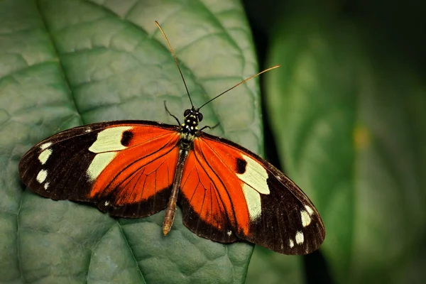 Heliconius Melpomene Listonosz Kostaryki Czarno Pomarańczowy Motyl Zielonych Liściach Tropikalnym — Zdjęcie stockowe