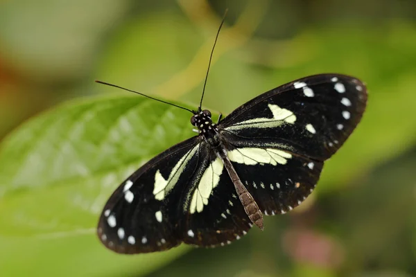 Heliconius Prachtig Insect Zittend Het Groene Verlof Natuur Vlinder Natuur — Stockfoto