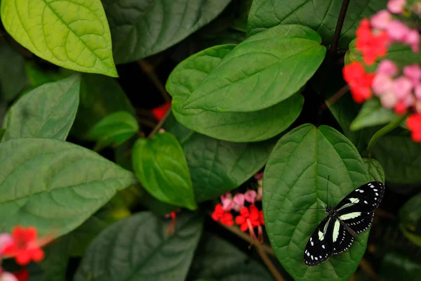 Heliconio Atthis Cebra Falsa Longwing Hábitat Naturaleza Mariposa Costa Rica — Foto de Stock