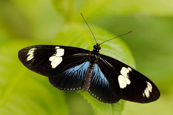 蝶野生生物の性質 Heliconius Doris Doris Longwing Butterfly Costa Rica Central America — ストック写真