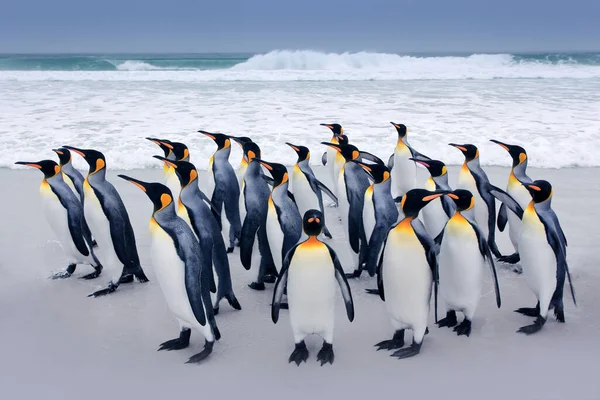 Colonia Pingüinos Grupo Pingüinos Rey Que Regresan Del Mar Playa — Foto de Stock