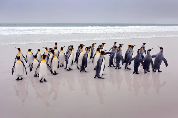 ペンギンコロニー 南ジョージア 南極を背景に波と青空を背景に海からビーチに戻ってくる王ペンギンのグループ 大西洋の海鳥 — ストック写真