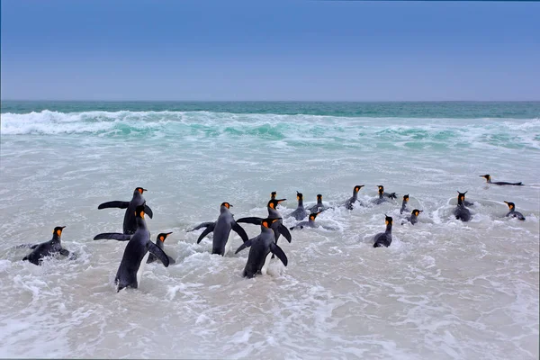 ペンギンのコロニーが泳ぐ キングペンギンのグループは 波と青い空を背景に ビーチに海に来て 南ジョージア州 大西洋の海鳥 — ストック写真